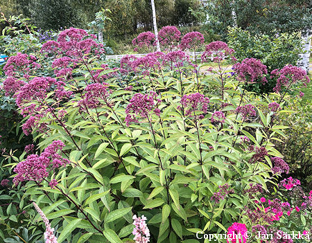Eutrochium (Eupatorium) maculatum 'Atropurpureum', t�pl�punalatvio